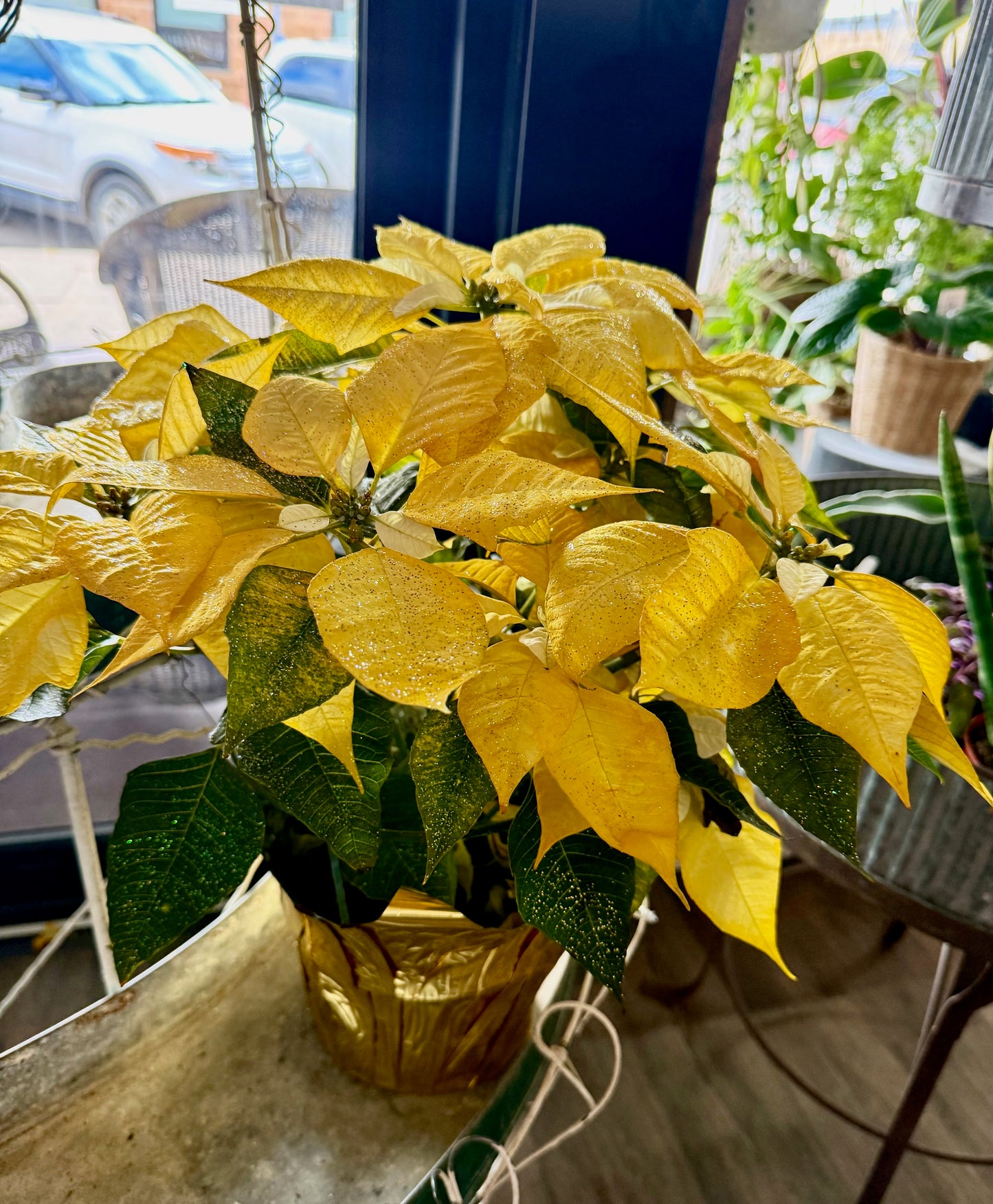 6" Poinsettias