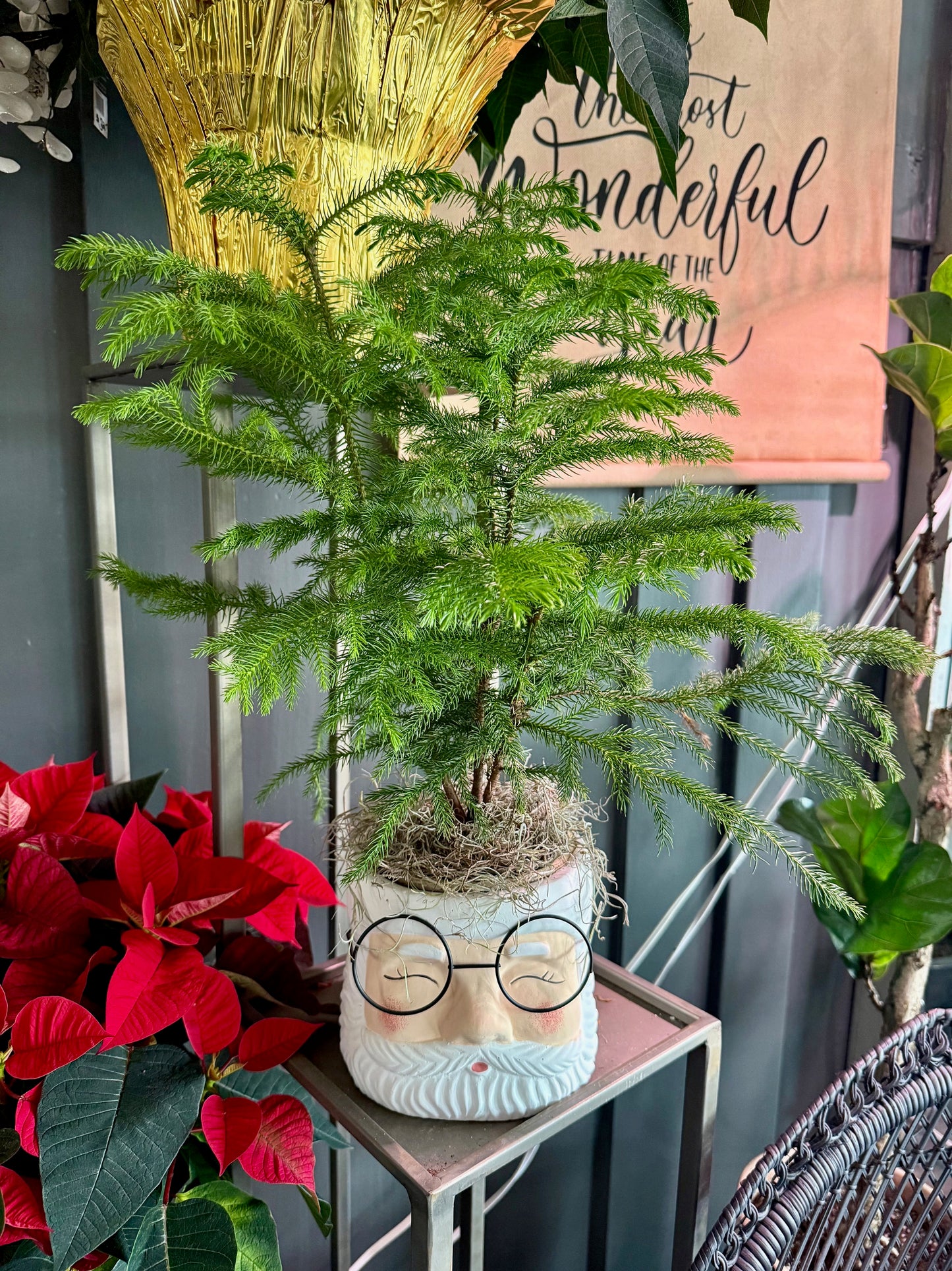 Norfolk Island Pine in Santa Pot