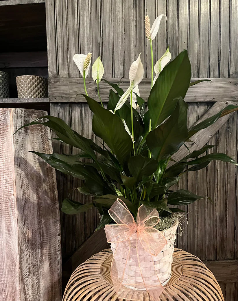 6 peace lily Peace Lily 6" In Rattan Basket – AlbionTimelessFloral