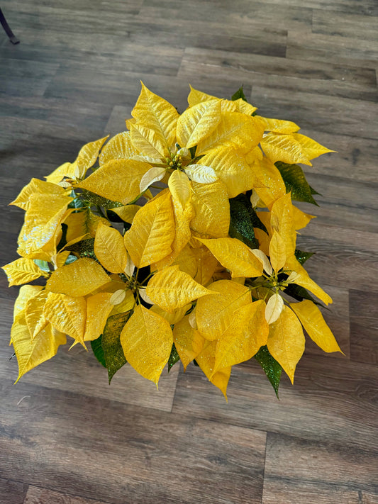 6" Poinsettias