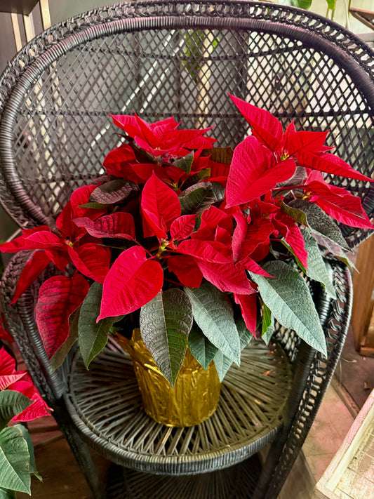 8" Poinsettias