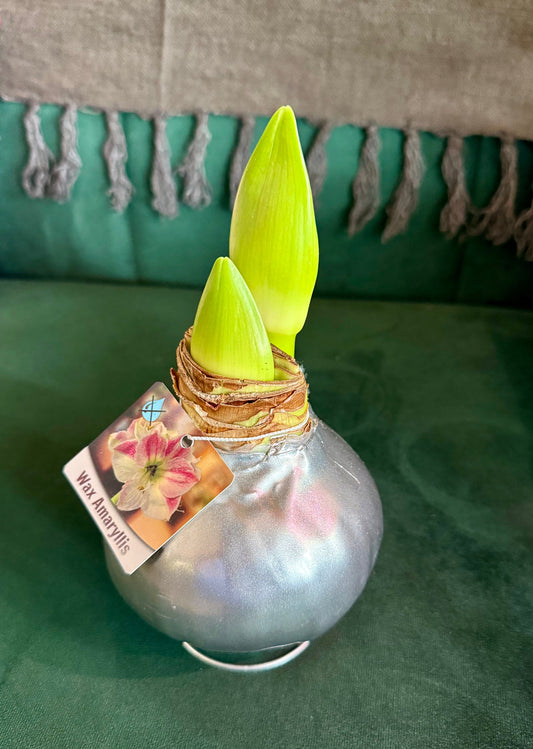 Wax Amaryllis