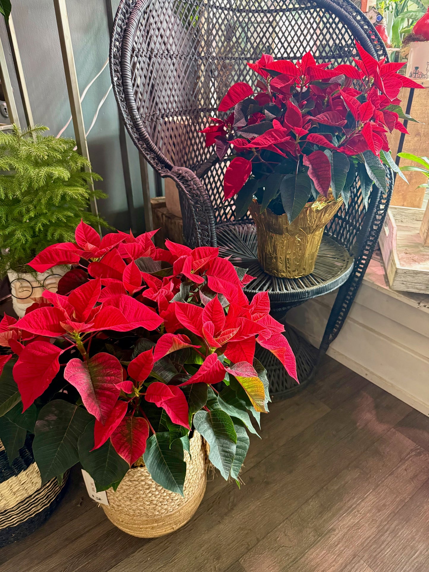 8" Poinsettias