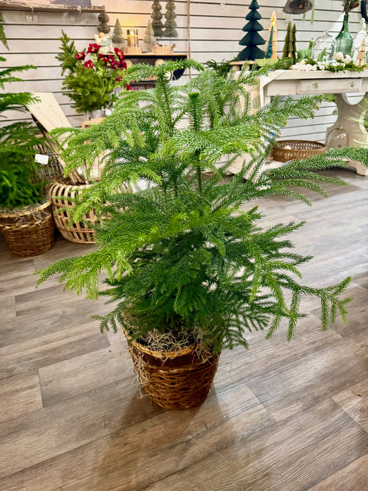 8" Norfolk Island Pine with Basket