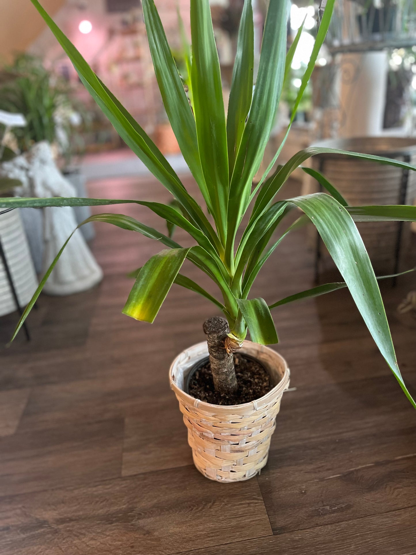 Green Plant in Rattan Basket