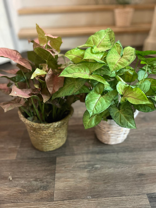 Green Plant in Rattan Basket