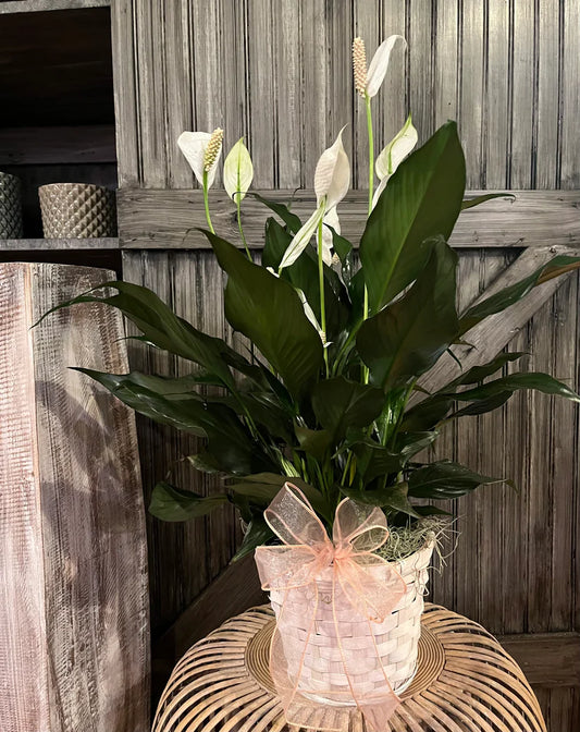 Peace Lily 8" In Rattan Basket